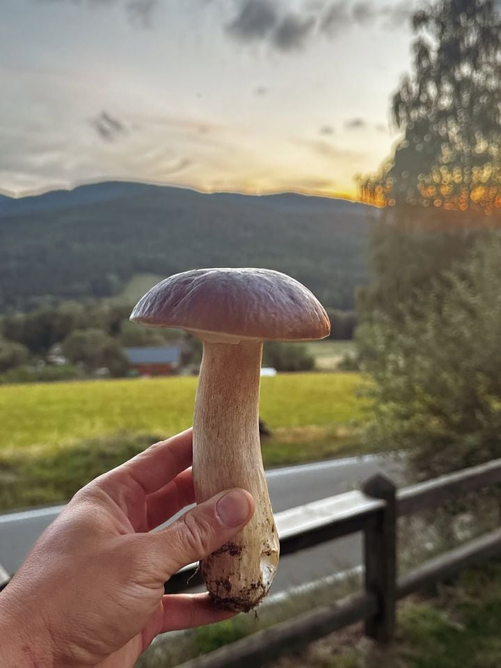 Ruka drží velký hřib, v pozadí šumavské kopce