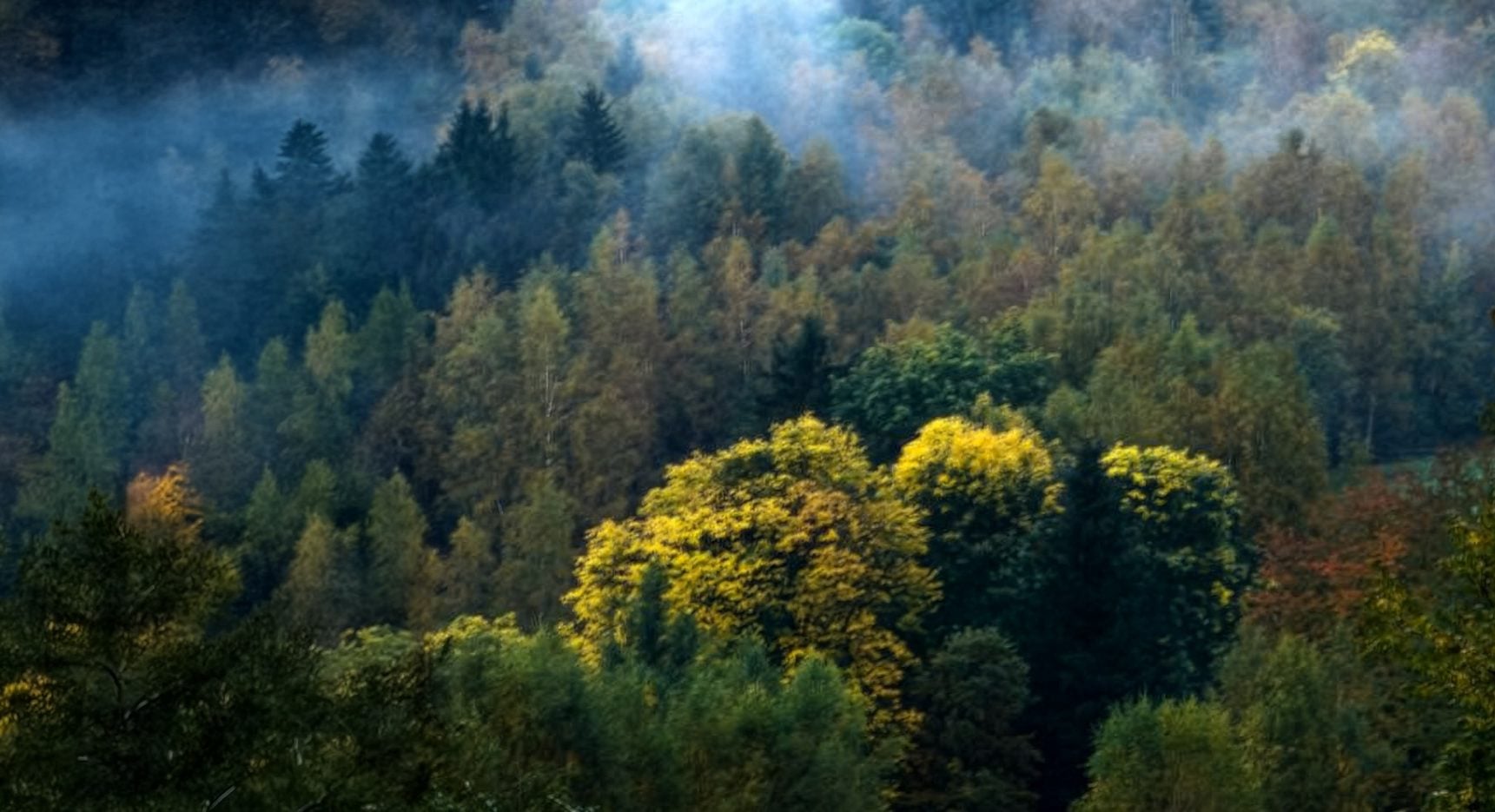 Podzimní les v mlze na svazích Královského hvozdu
