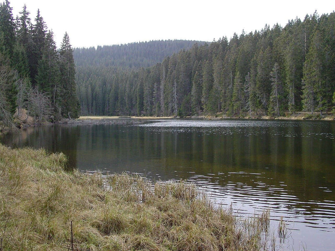 Jezero Laka obklopené smrkovým lesem